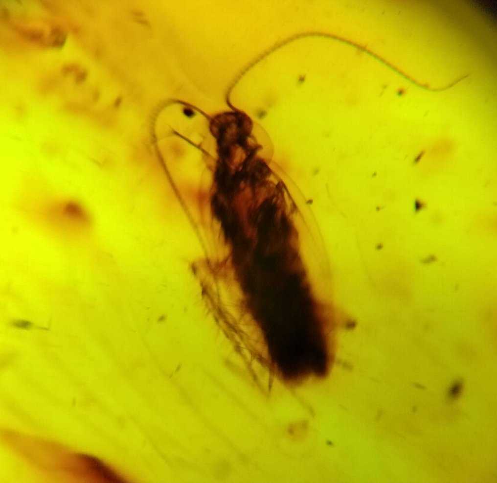 FOSSlL-AMAZING!! Dominikansk bärnsten - 210 ct -- 42 g #1.0