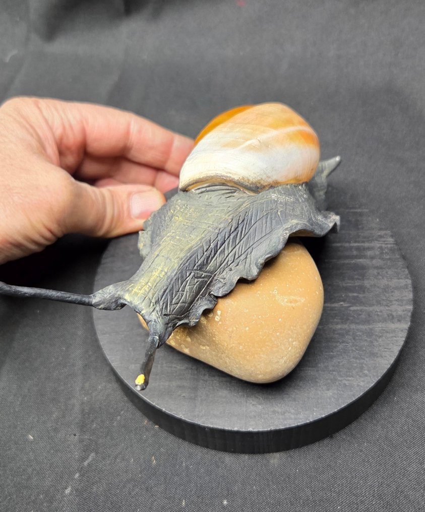 . - Διόραμα - Σώμα σαλιγκαριού γης, αναπαραγωγή - Ποιότητα μουσείου - Ryssota ovum - Πραγματικό τέρας κελύφους - #4.3