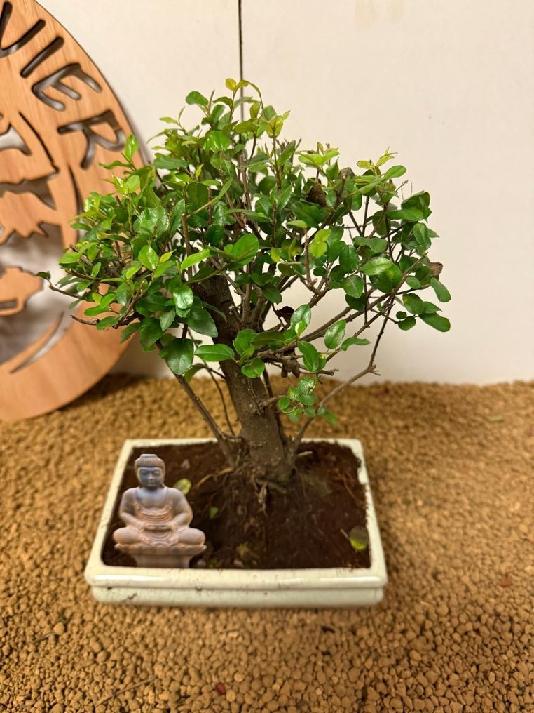 Δαμασκηνιά μπονσάι (Sageretia theezans) - Ύψος (Δέντρο): 24 cm - Βάθος (Δέντρο): 2 cm - Βέλγιο #1.0