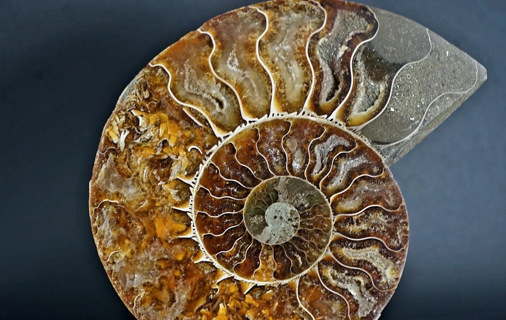 斑彩螺 - 动物化石 - Aioloceras (Cleoniceras) sp. - 12 cm  (没有保留价) #2.1