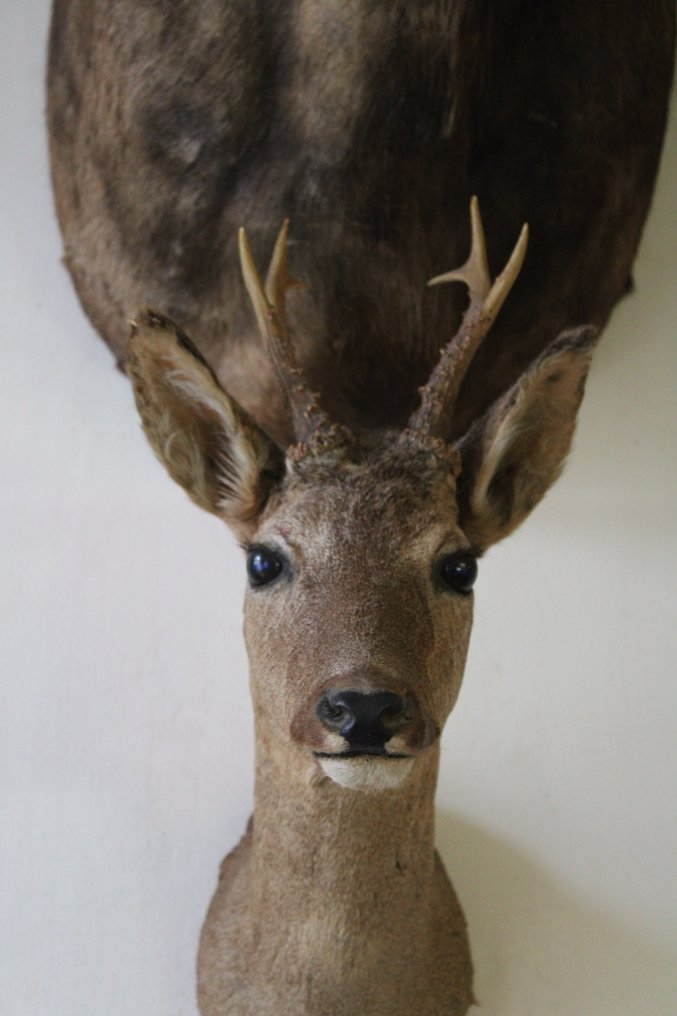 Trofeul de vânătoare #4.3