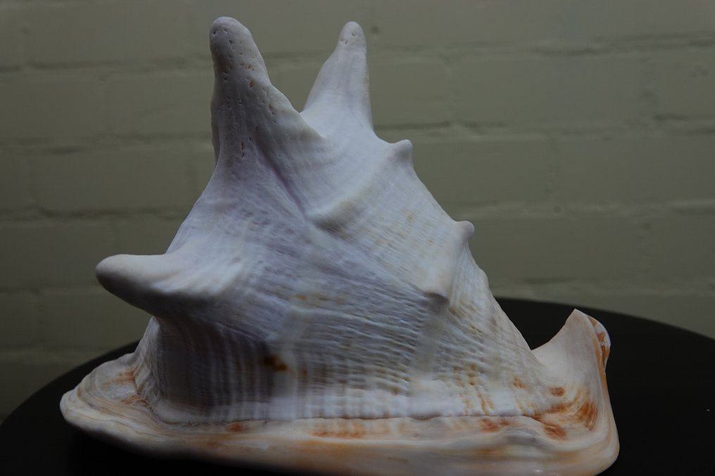 Κέρατο κράνος Αχιβάδα - Cassis cornuta  (χωρίς τιμή ασφαλείας) #3.2