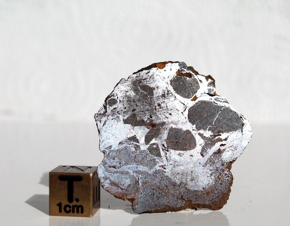 Olivine grains in a strongly altered metal matrix Slice of Pallasite NWA 17579 - 6.34 g - (1) #3.2