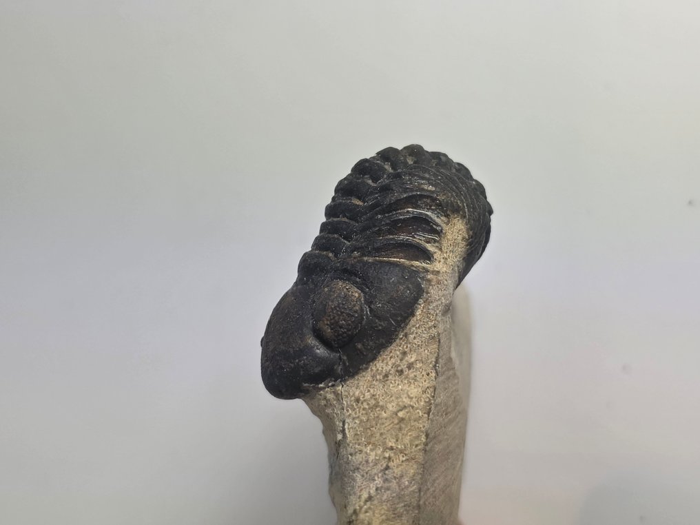 三葉蟲 - 動物化石 - Phacops - 5.5 cm  (沒有保留價) #1.0