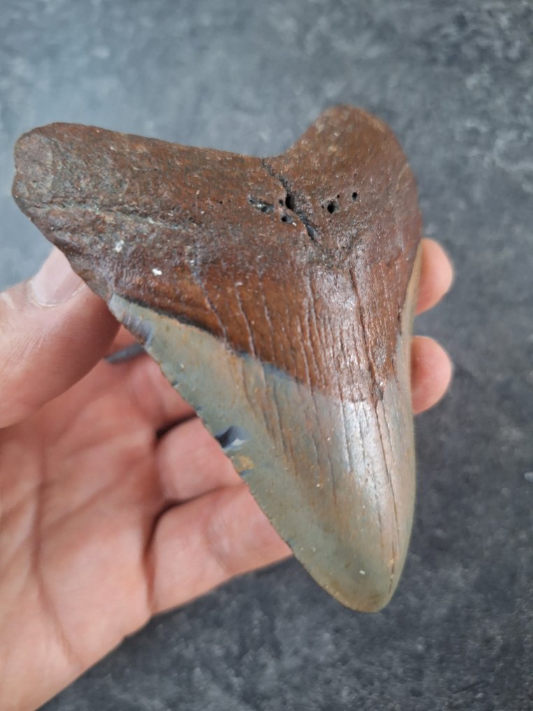 Megalodón - Diente fósil - nice - 9.5 cm - 7.3 cm #3.2