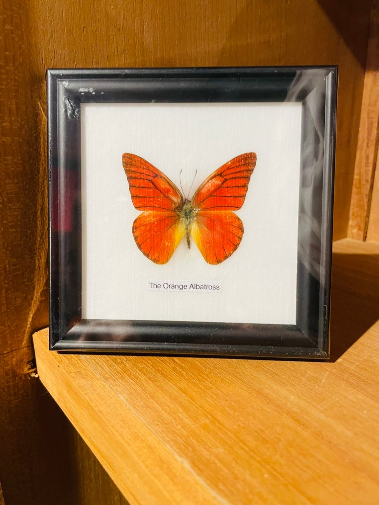 蝴蝶 动物标本剥制全身支架 - Orange Albatross - 12 cm - 12 cm - 1 cm - 非《濒危物种公约》物种 #2.1