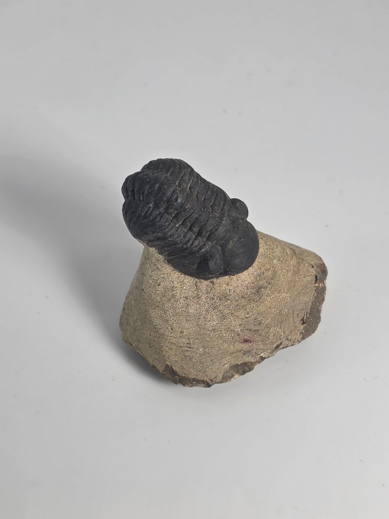 三葉蟲 - 動物化石 - Phacops - 4.5 cm  (沒有保留價) #1.0