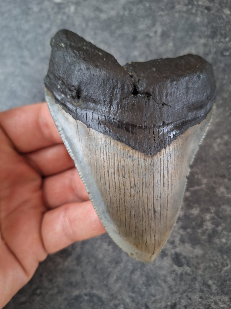巨牙鯊 - 牙齒化石 - 10.3 cm - 7.3 cm #3.2