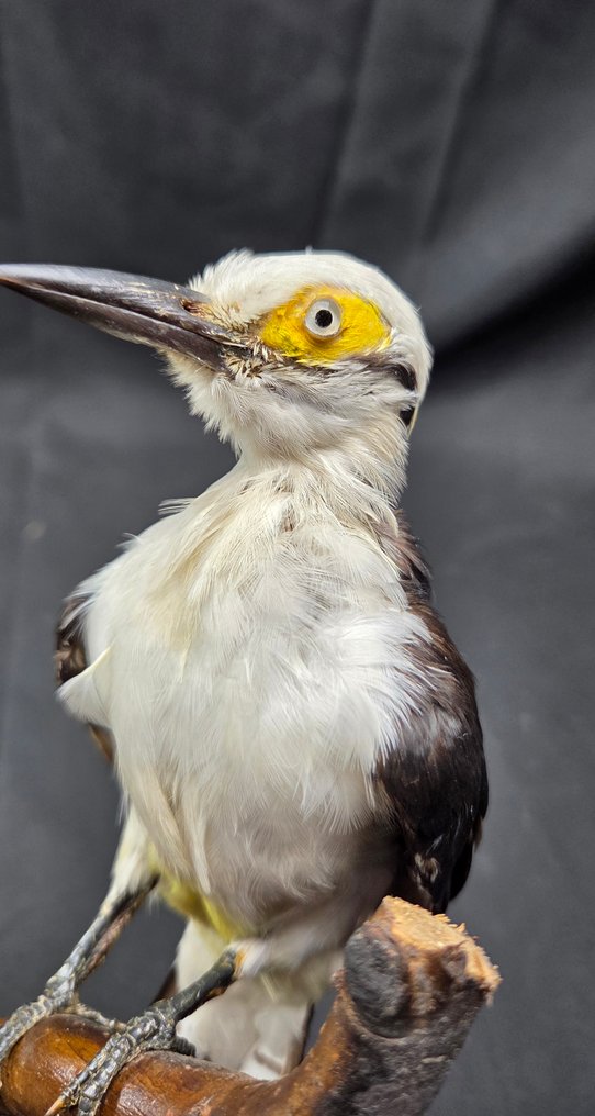 白色啄木鸟 - 良好的展示 动物标本剥制全身支架 - Melanerpes candidus - 31 cm - 22 cm - 0 cm - 非《濒危物种公约》物种 #1.0