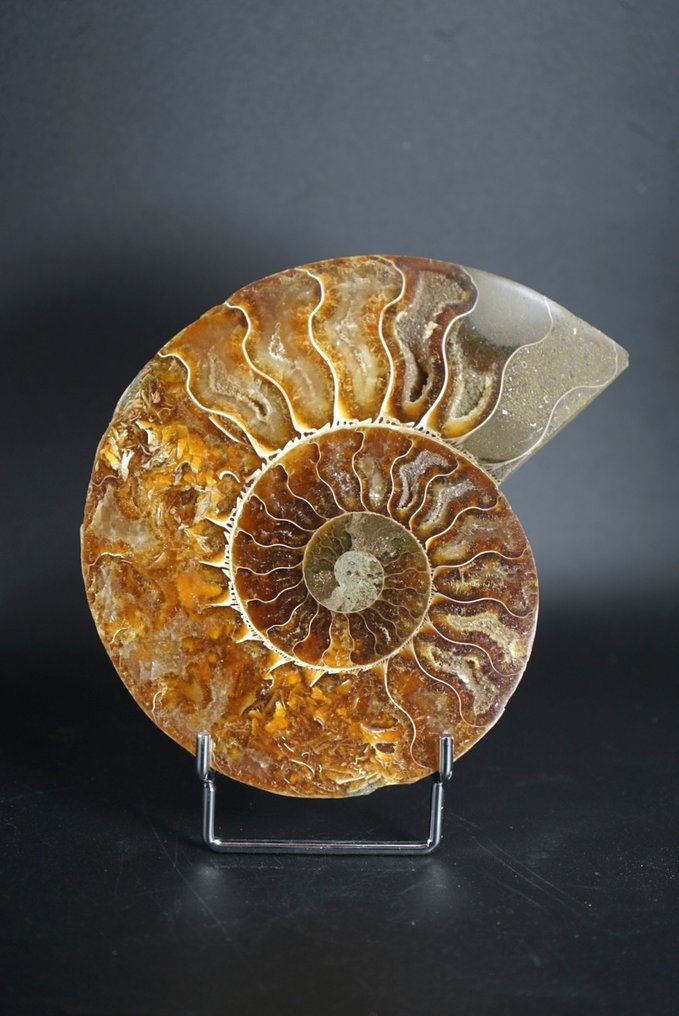 斑彩螺 - 动物化石 - Aioloceras (Cleoniceras) sp. - 12 cm  (没有保留价) #1.0