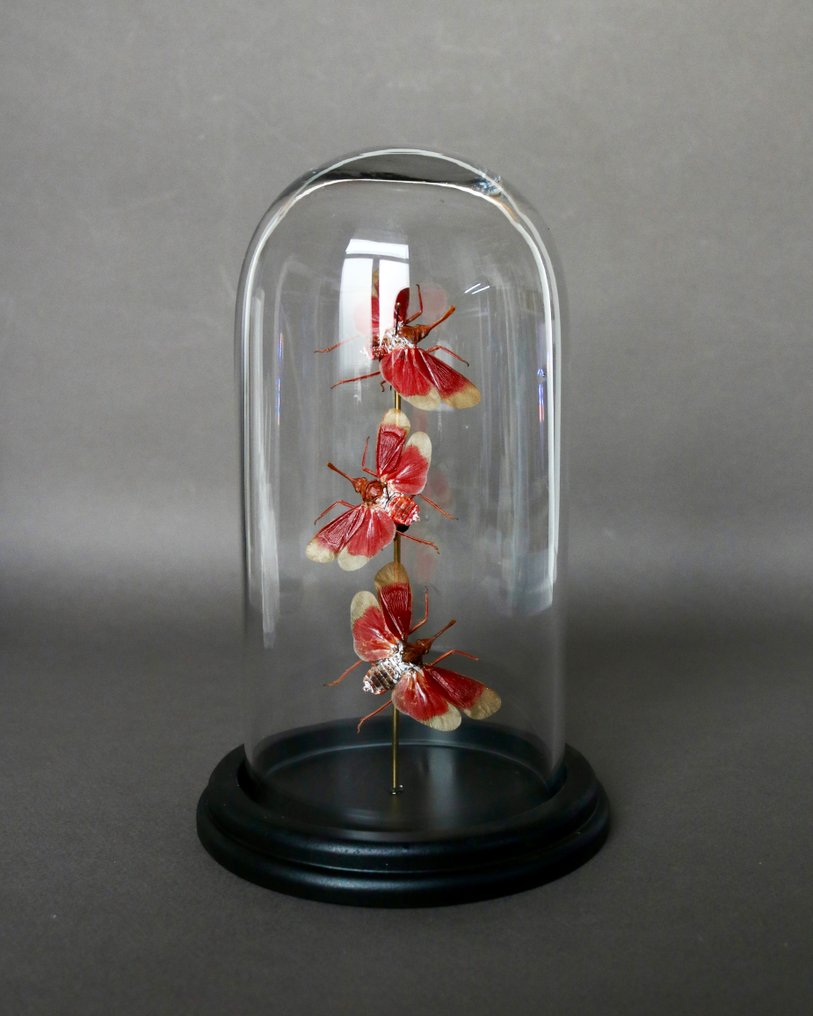 Insectă Taxidermie montură corp întreg - Pyrops hamdjahi - 21 cm - 13 cm - 13 cm - Speciile Non-CITES - 1 #2.1