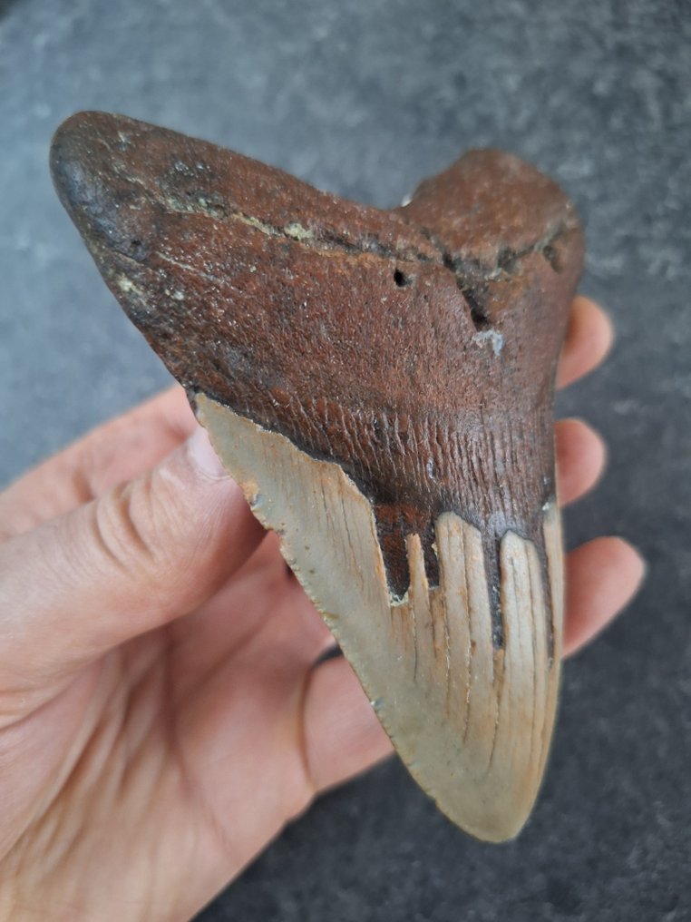 巨齿鲨 - 牙齿化石 - *FALLING DROPLETS* art TOOTH! - 12.5 cm - 8.6 cm #2.1