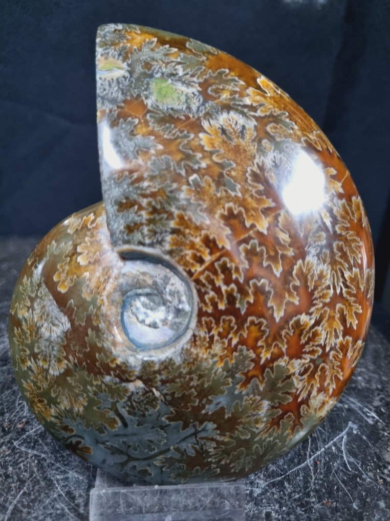 美丽的巨大菊石，具有美丽的图案 - 動物化石 - Aioloceras (Cleoniceras) sp - 128 mm - 105 mm  (沒有保留價) #1.0