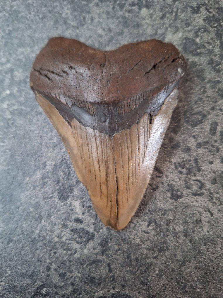 Megalodón - Diente fósil - 9 cm - 6.8 cm #2.1