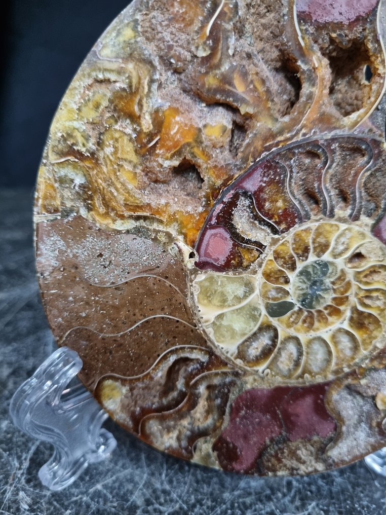 美丽的大型菊石 - 稀有的颜色 - 動物化石 - Aioloceras (Cleoniceras) sp - 125 mm - 103 mm  (沒有保留價) #2.1