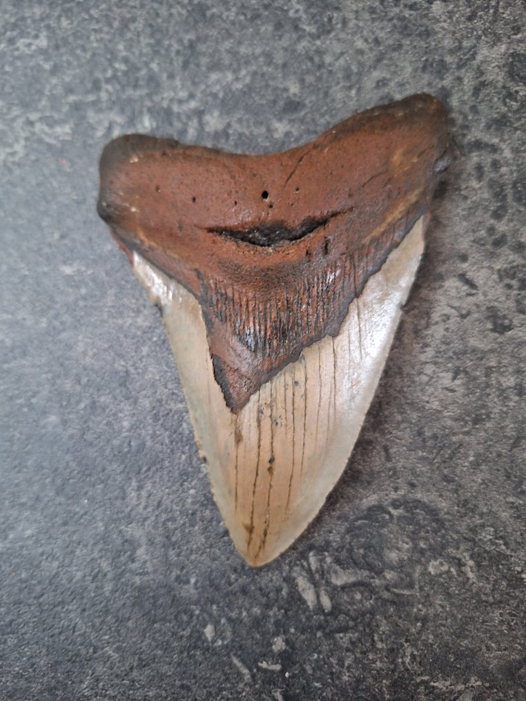 巨牙鯊 - 牙齒化石 - *red root* UNIQUE - 12.6 cm - 8.9 cm #2.1