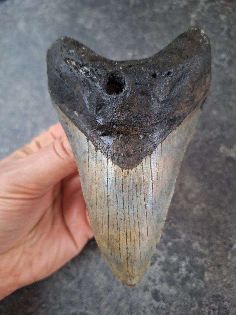 巨齿鲨 - 牙齿化石 - lower jaw! - 11.5 cm - 7.6 cm #1.0