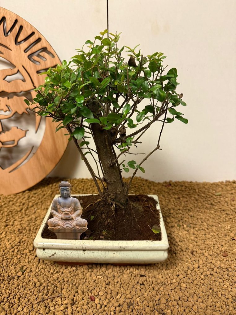 Δαμασκηνιά μπονσάι (Sageretia theezans) - Ύψος (Δέντρο): 24 cm - Βάθος (Δέντρο): 2 cm - Βέλγιο #4.3