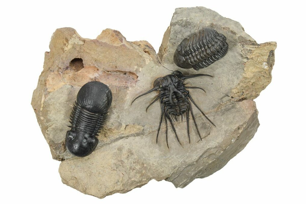 Association of Trilobites - Fossilised animal - Dicranurus monstrosus, Reedops & Paralejurus #1.0