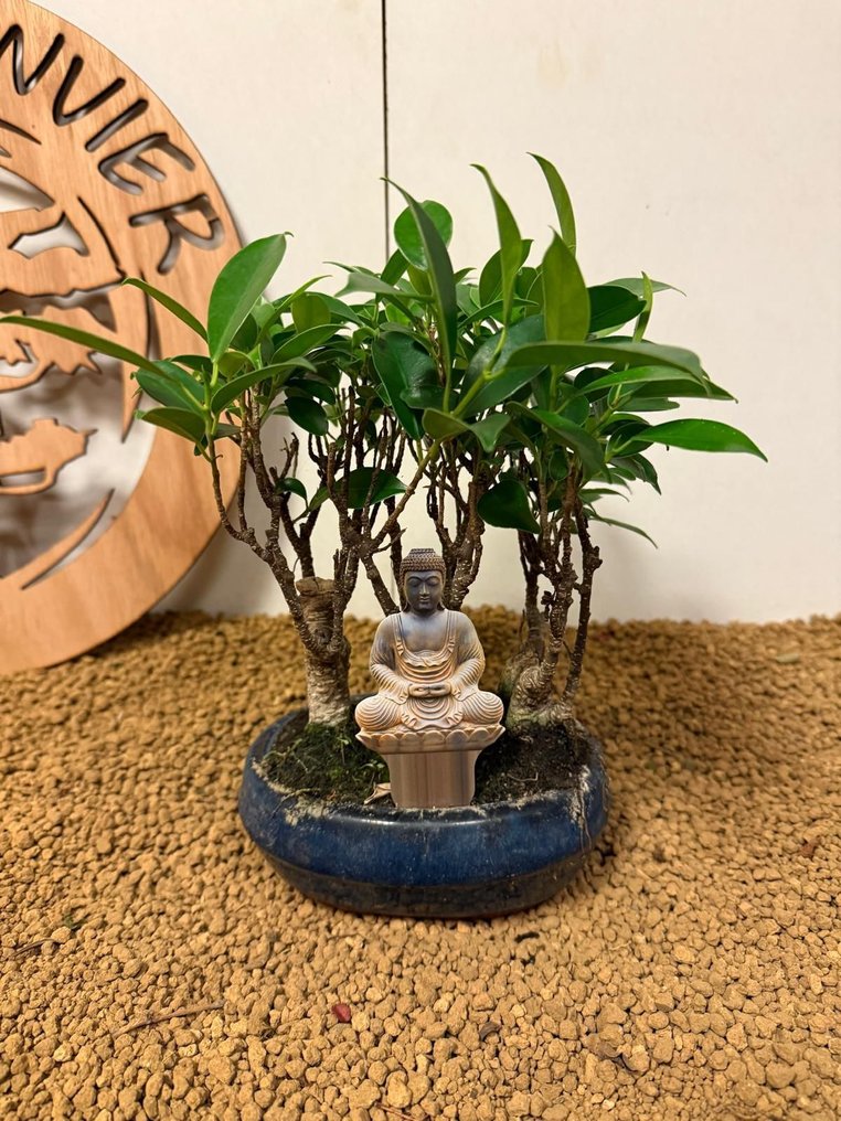 Συκιά μπονσάι (Ficus) - Ύψος (Δέντρο): 20 cm - Βάθος (Δέντρο): 18 cm - Βέλγιο #1.0