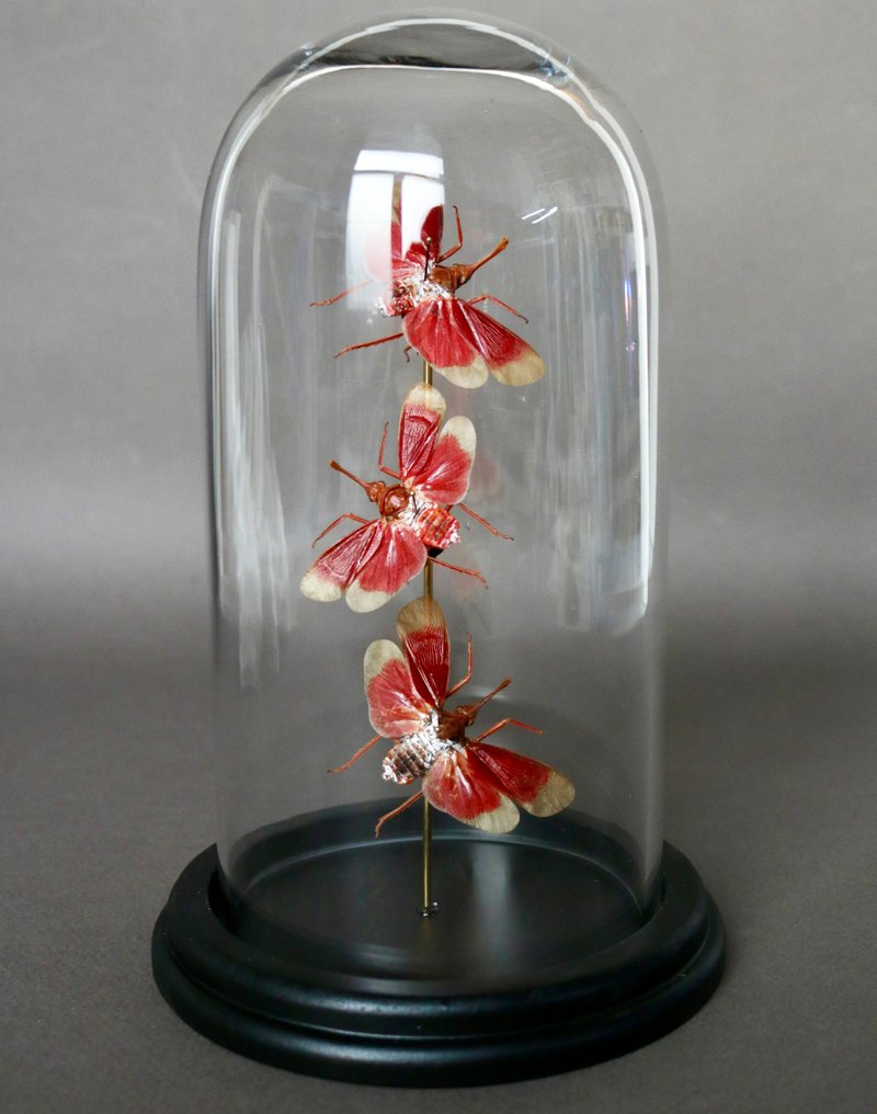 Insectă Taxidermie montură corp întreg - Pyrops hamdjahi - 21 cm - 13 cm - 13 cm - Speciile Non-CITES - 1 #1.0