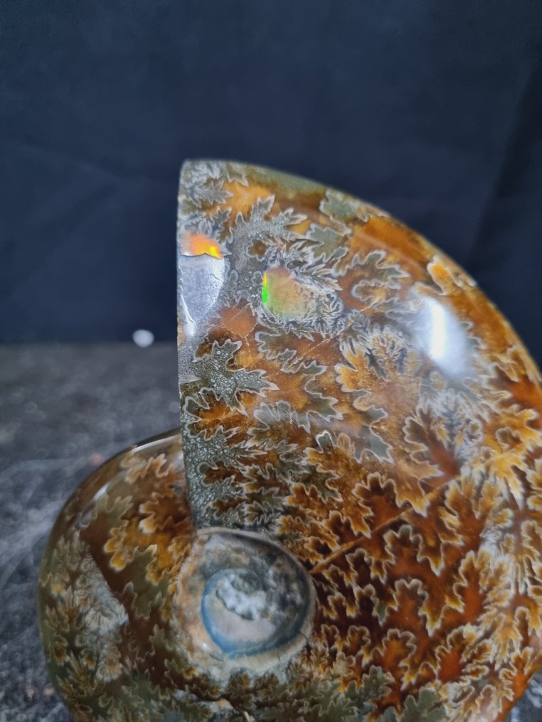 美丽的巨大菊石，具有美丽的图案 - 動物化石 - Aioloceras (Cleoniceras) sp - 128 mm - 105 mm  (沒有保留價) #1.0