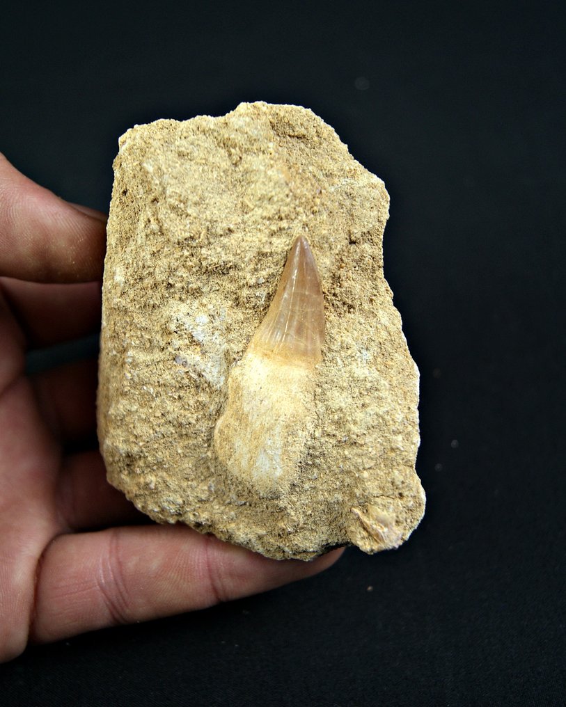 沧龙 - 牙齿化石 - Mosasaurus Alta calidad  (没有保留价) #1.0