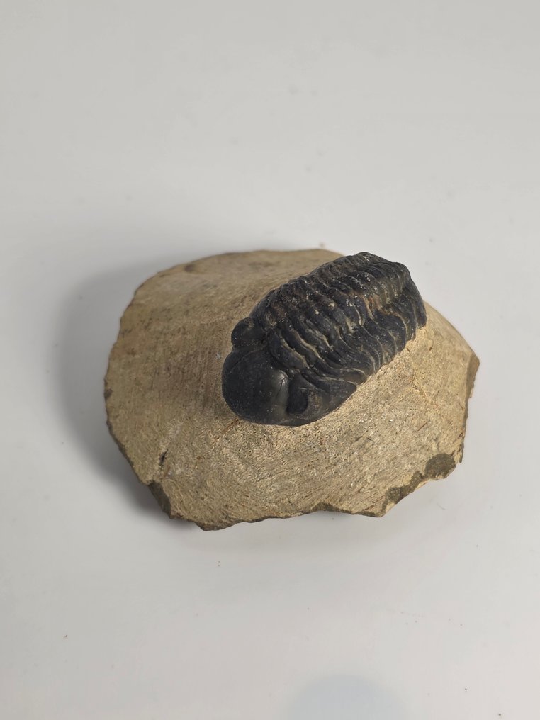 三葉蟲 - 動物化石 - Phacops - 5.5 cm  (沒有保留價) #3.2