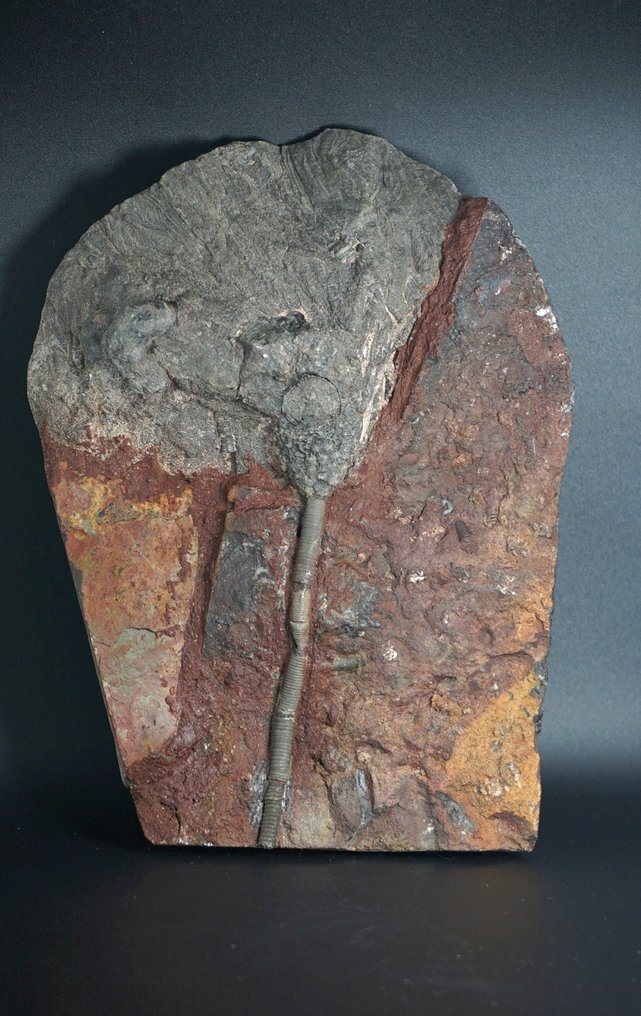 海百合 - 動物化石 - 19 cm #1.0