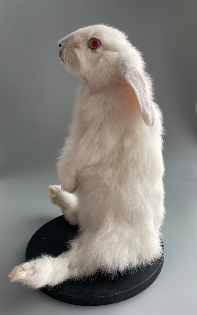 Κουνέλι Βάση ταρίχευσης ολόκληρου σώματος - Taxidermy specimen - 21 cm - 10 cm - 9 cm #1.0