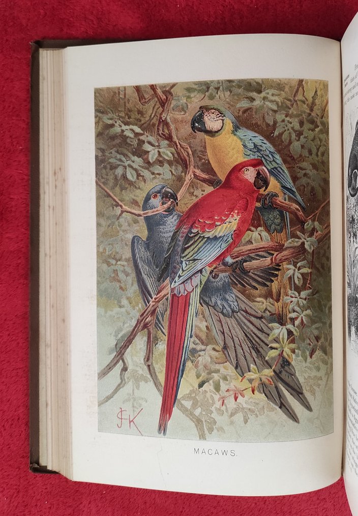 Richard Lydekker - The Royal Natural History [72 Coloured plates and 1600 Engravings] - 1893-1896 #1.0