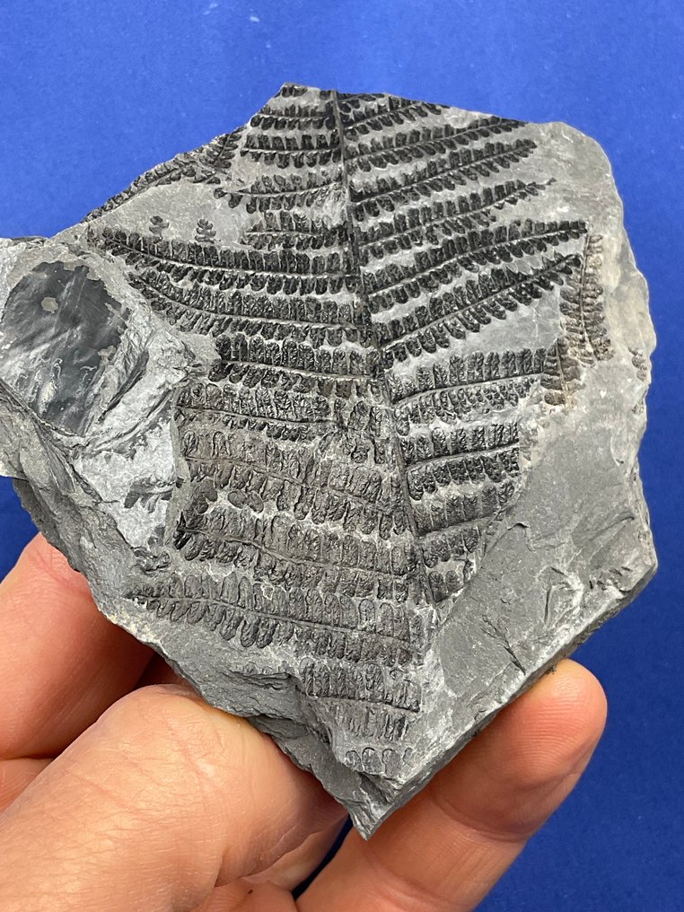 Όμορφο ανθρακώδες φυτικό απολίθωμα. - Απολιθωμένο φυτό - Pecopteris pennaeformis - 11 cm - 11 cm  (χωρίς τιμή ασφαλείας) #4.3