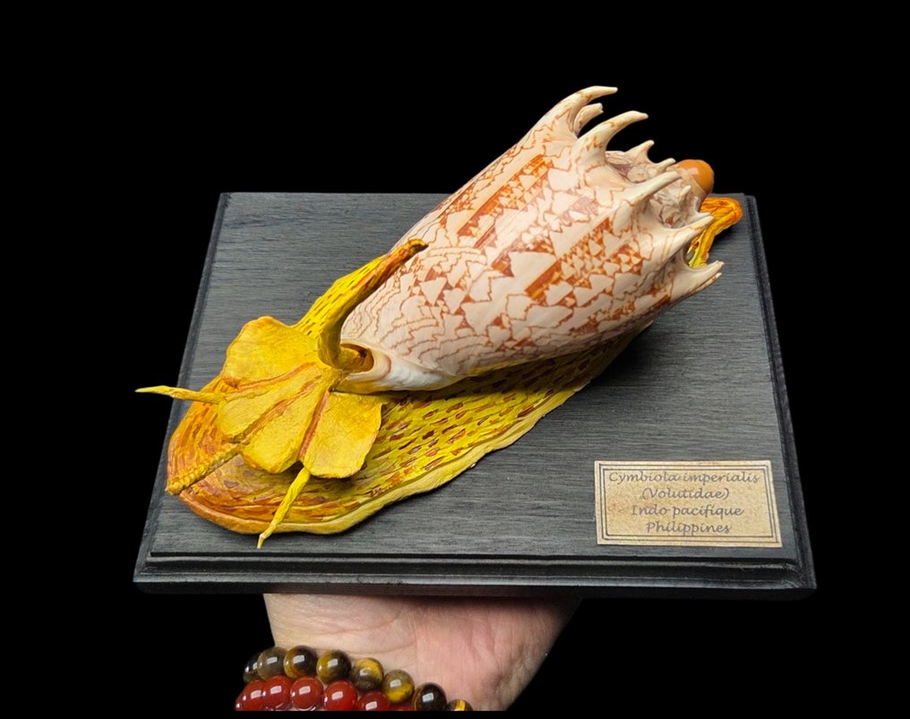 . - Diorama - Volutidae - Reprodução de conchas marinhas - Qualidade de museu - Cymbiola imperialis - Concha real #1.0