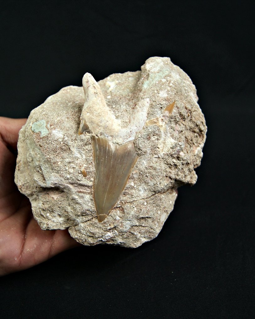 Requin - Dent fossile - Otodus Obliquus - 14 cm #4.3