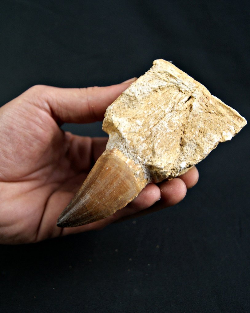 Mosasaur - Fossil tooth - Mosasaurus Hoffmannii #1.0