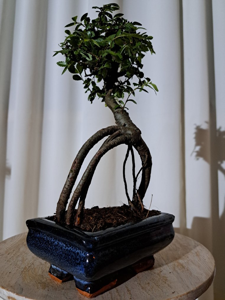 Κινεζική φτελιά μπονσάι (Ulmus parviflora) - Ύψος (Δέντρο): 22 cm - Βάθος (Δέντρο): 15 cm - Ολλανδία #3.2