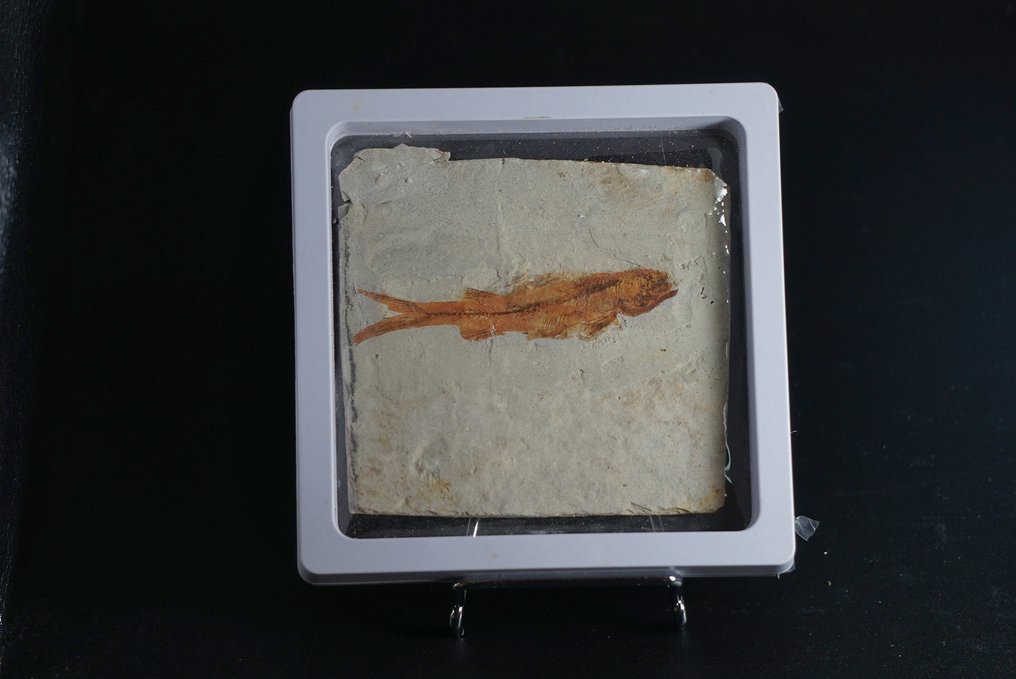鱼 - 动物化石 - Lycoptera - 11 cm  (没有保留价) #1.0