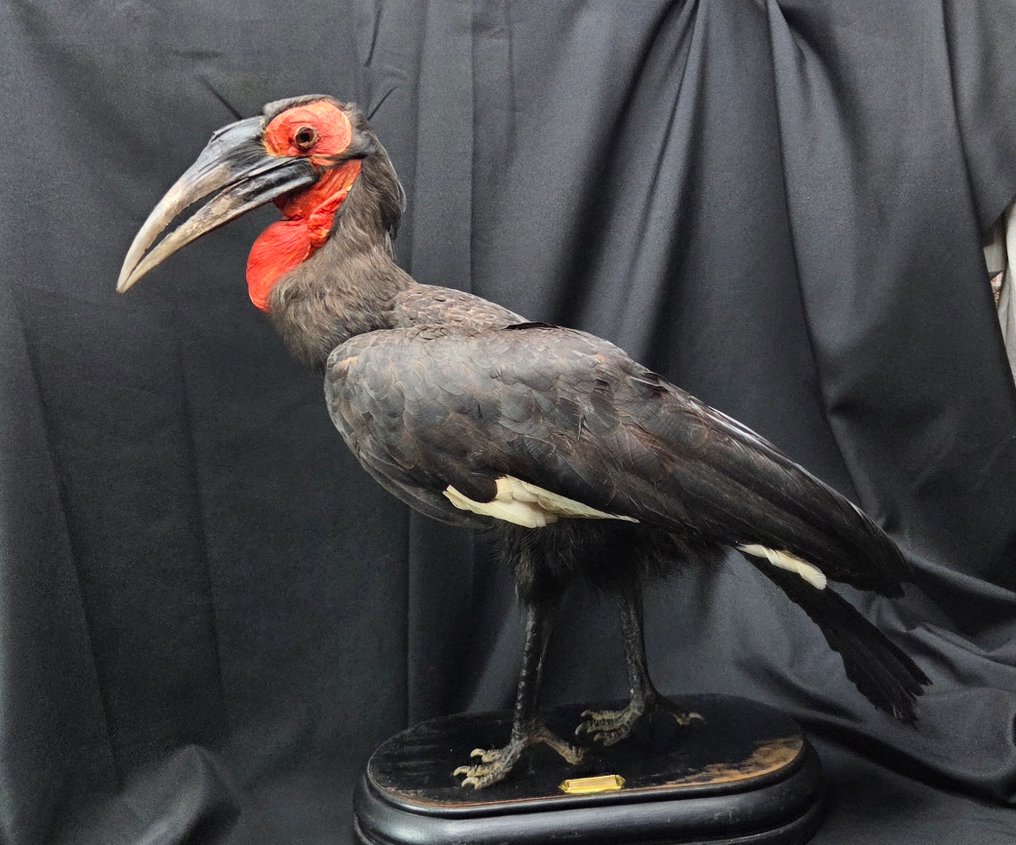 非洲南方地画角鹮——放置在黑色古董博物馆木质底座上的完整展示准备。 標本全身支架 - Bucorvus leadbeateri - 68 cm - 0 cm - 85 cm - 非《瀕臨絕種野生動植物國際貿易公約》物種 #2.1
