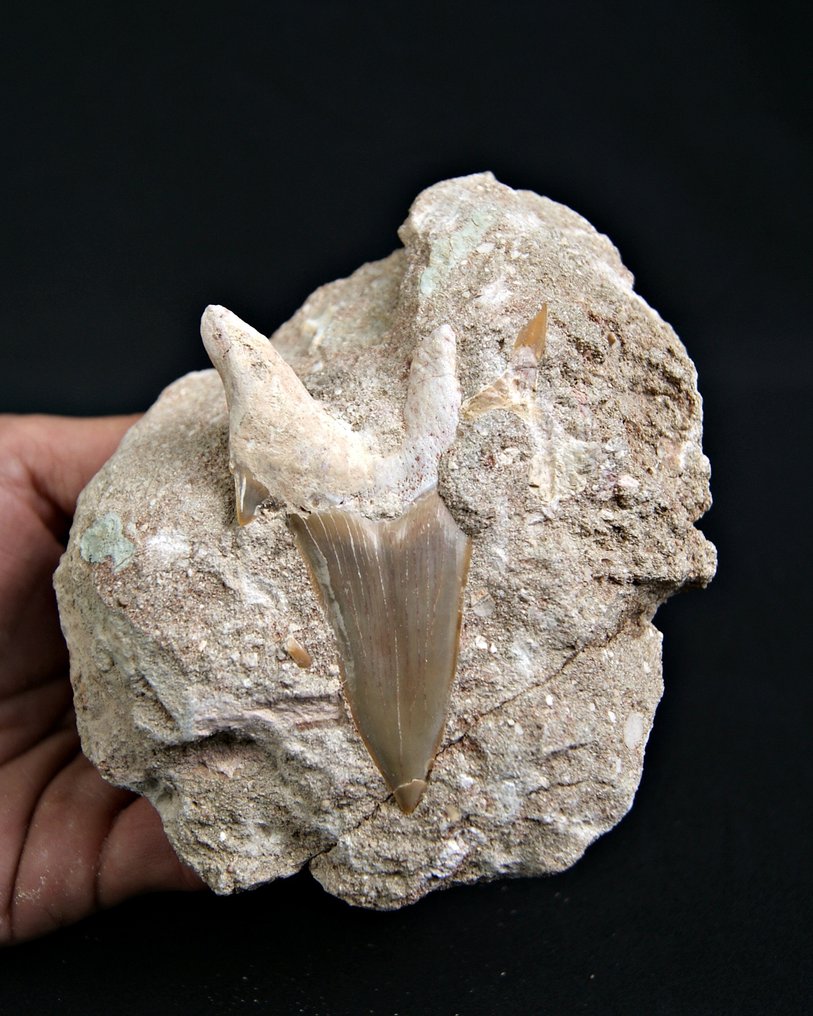 Requin - Dent fossile - Otodus Obliquus - 14 cm #1.0
