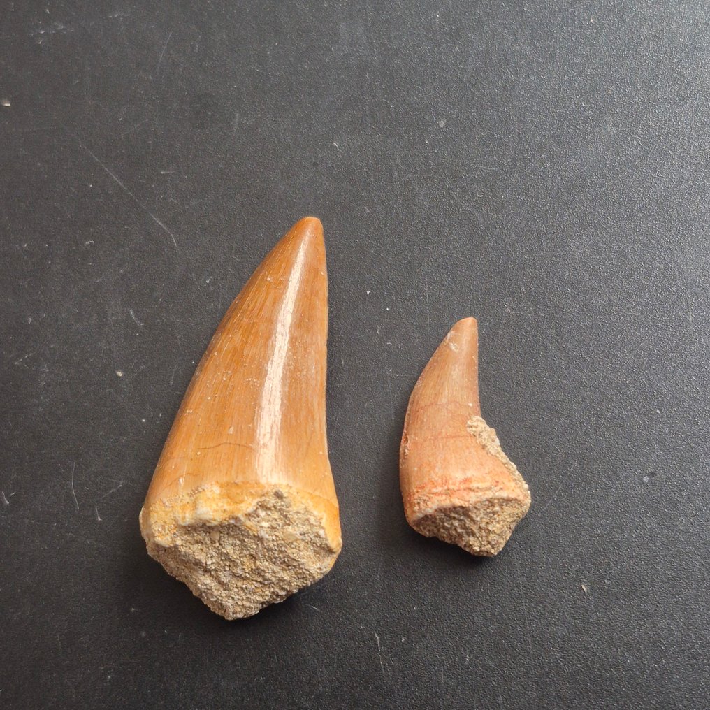 沧龙 - 牙齿化石 - Tanden in displays - 7 cm - 7 cm  (没有保留价) #2.1