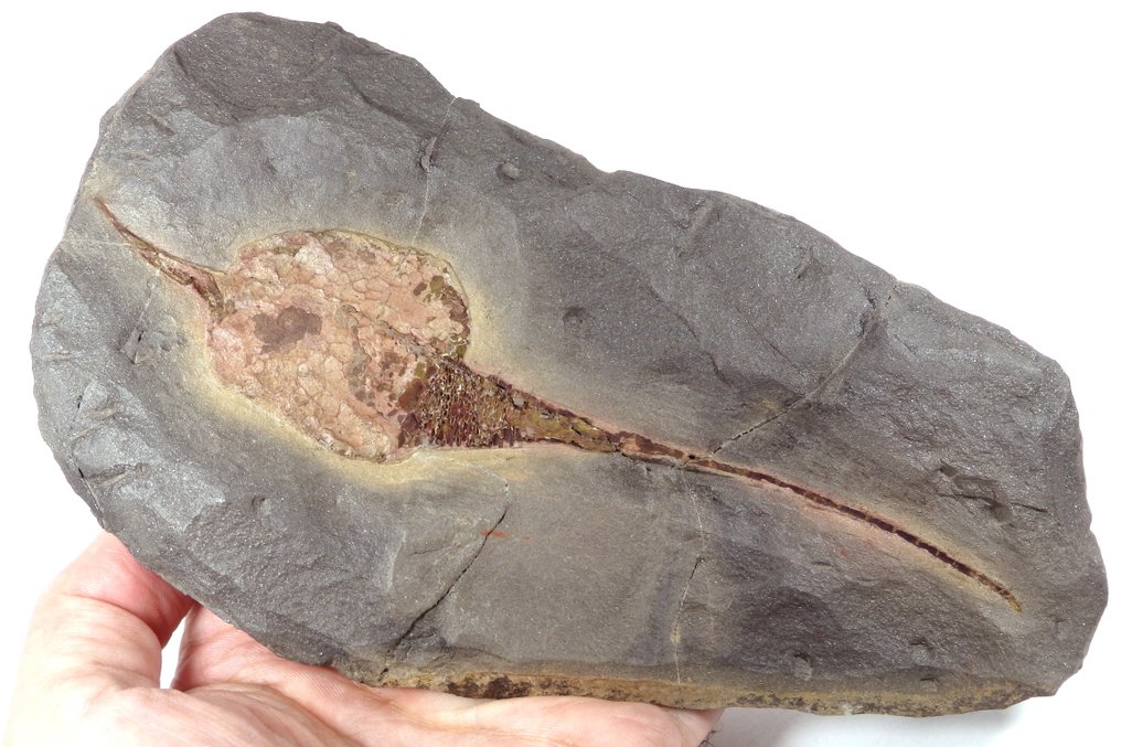 Echinoderm - Fossil platematrise - Carpoids sp. - New location - Huge sice  - Carpoid is over 170mm - 190 mm - 20 mm #1.0