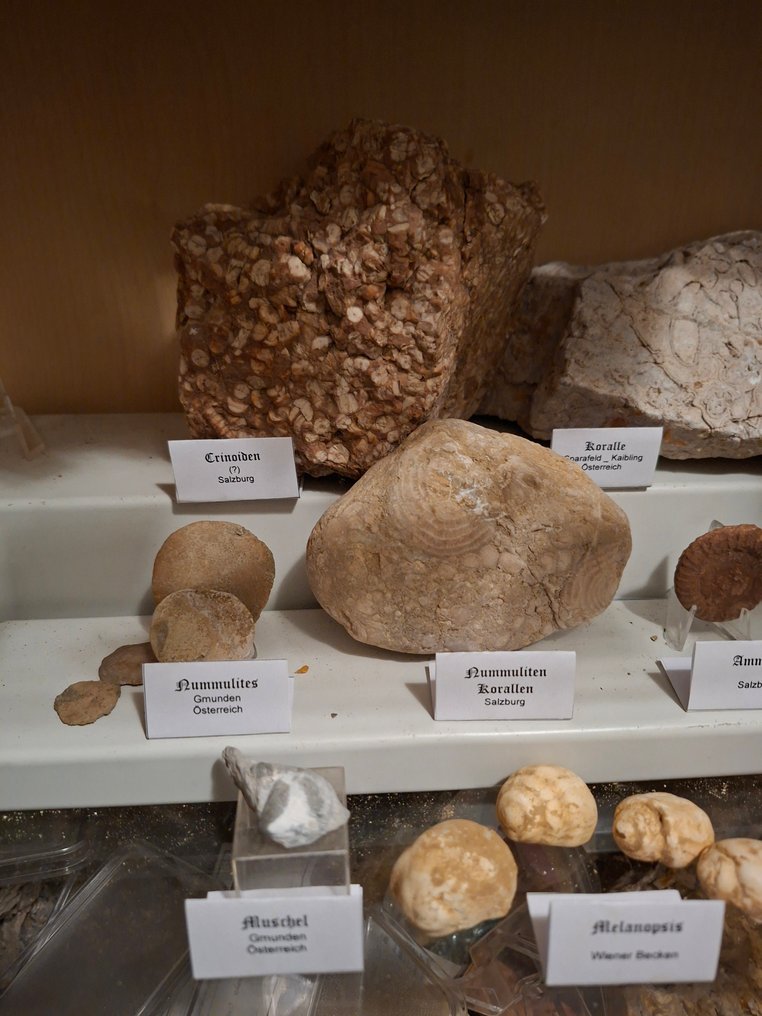 Colección antigua de fósiles con más de 20 piezas. - Matriz fósil - 170 mm  (Sin precio de reserva) #1.0