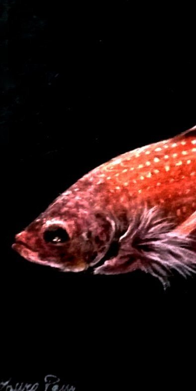 Mauro Pani (1957) - Red fish #4.3