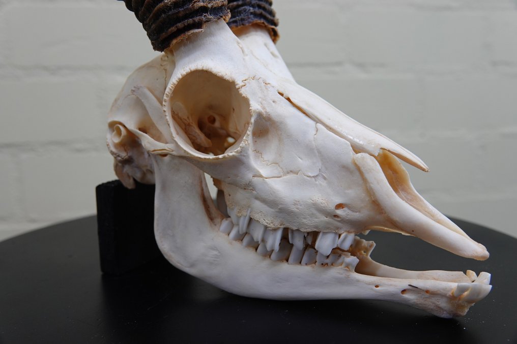 Springbok Skull - Antidorcas marsupialis - 0 cm - 0 cm - 0 cm- non-CITES species #4.3