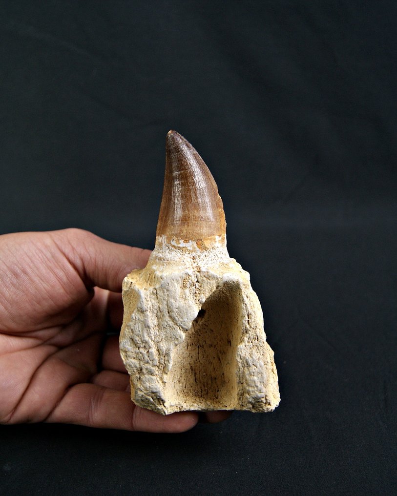 Mosasaur - Fossil tooth - Mosasaurus Hoffmannii #1.0