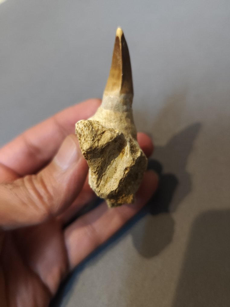 Mosasaur - Απολιθωμένο δόντι - 7 cm - 6 cm  (χωρίς τιμή ασφαλείας) #3.2