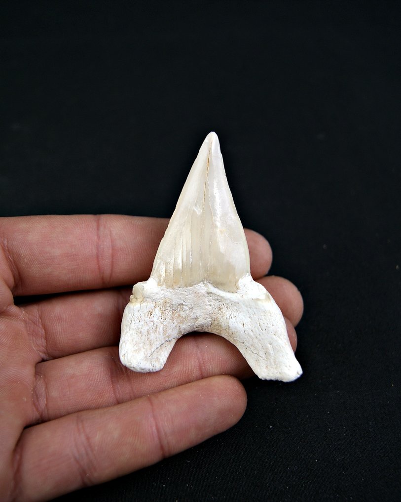 Requin - Dent fossile - Enorme Otodus obliquus de alta calidad - 7 cm  (Sans prix de réserve) #4.3