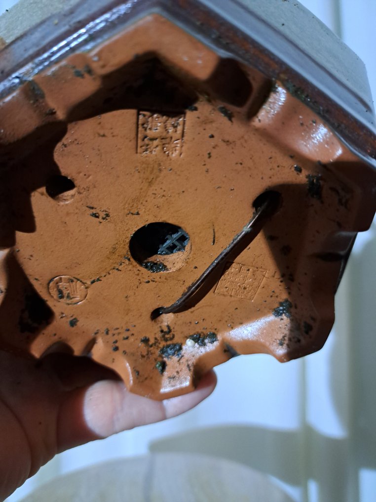 Japanese maple bonsai (Acer palmatum) - Ύψος (Δέντρο): 26 cm - Βάθος (Δέντρο): 14 cm - Ολλανδία #1.0