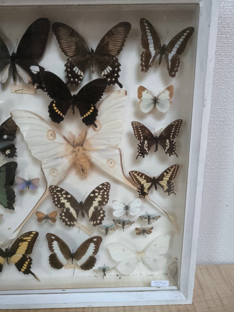 Πεταλούδα Επιτοίχια βάση ταρίχευσης - Papillon - 40 cm - 50 cm - 6 cm - 1 #3.2