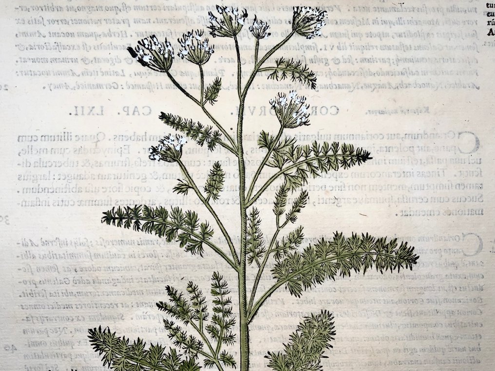 Folio, large woodcut, Botany: Sweet Wormwood [Artemisia] - 1565 #2.1